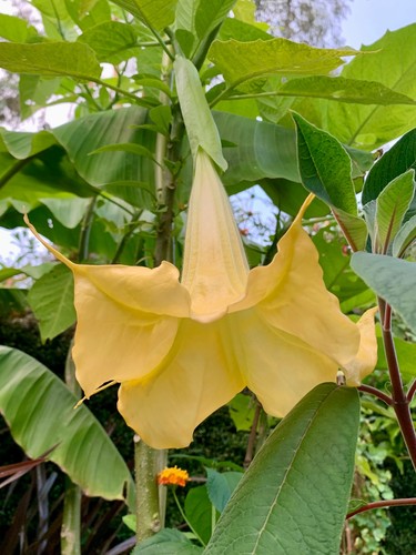 Brugmansia angels trumpet - 'angels, trumpet'