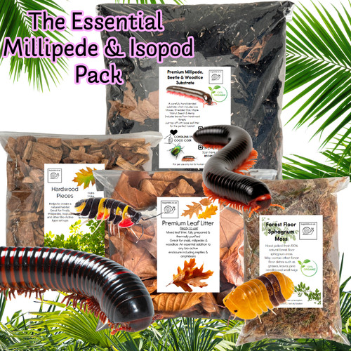 Essential millipede woodlice - millipede,