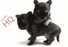 Picture Postcard_ Dogs, Two Together, Chihuahua Pups [Art Unlimited]