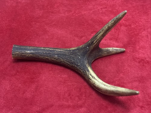 One piece deer antler - one,