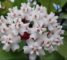 Hoya Elliptical Splash Indoor