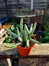 Huernia Pendurata | Starfish