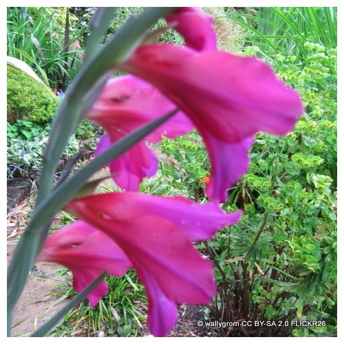 Gladioli byzantinus bulbs free - gladioli,