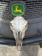 Real Taxidermy Ewe Skull Ovis