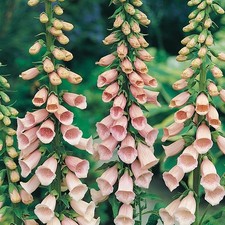 Foxglove 'Apricot' Digitalis