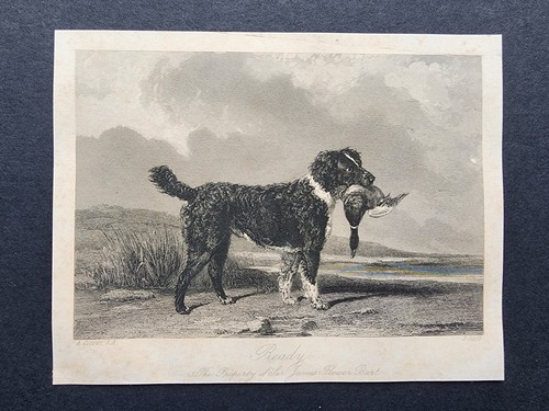 Antique 1846 print - 1846, retriever