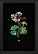 Tall calotropis flower framed - tall,