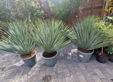 Yucca Rostrata blue swan  Hardy To - 15c. Tropical Garden plants