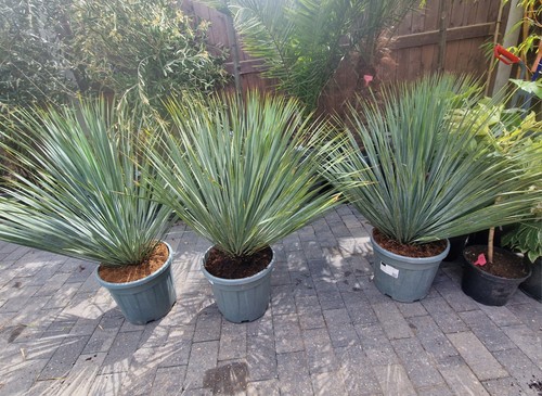 Yucca rostrata blue - yucca,
