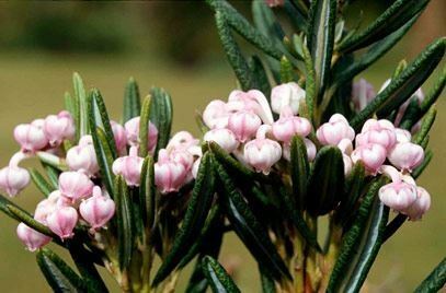Pack shrub - (9cm,