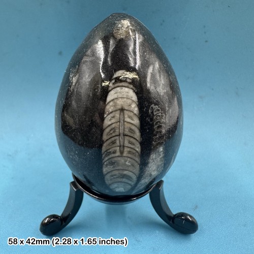 Orthoceras polished fossil egg - polished,