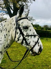 Mexican Grackle Bridle &