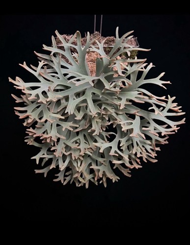 Platycerium willinckii - , cv