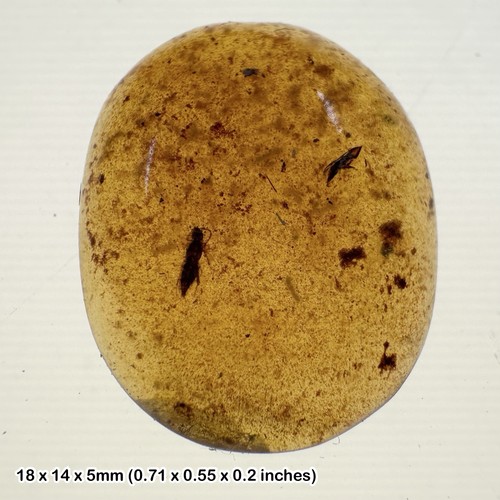 Burmese cretaceous amber - , with