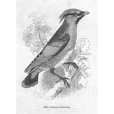 BIRDS Japanese Chatterer -