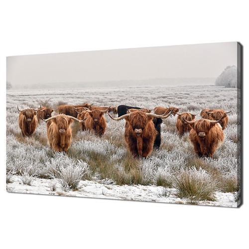 Herd brown scottish - herd,