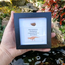 Fossil Majungasaur Tooth