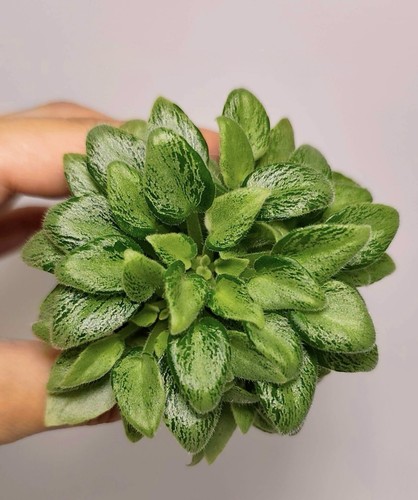 Rare variegated chimera - rare,