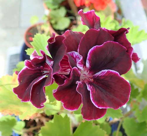 Black prince regal pelargonium - black,