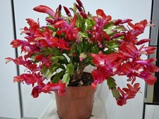 Red/pink Christmas cactus