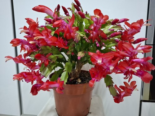 Red pink christmas cactus - christmas,