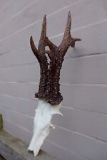  Roe Deer Antler COPY Trophy 647g Hobby Collector Shop Home Art