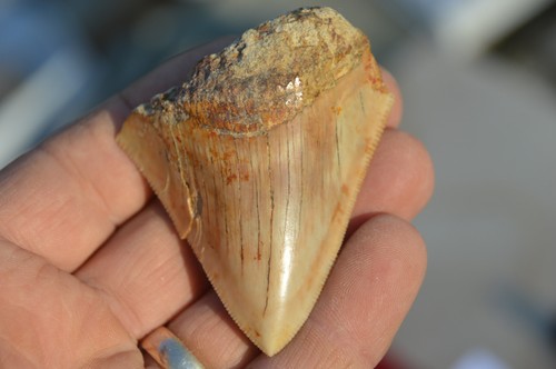 Wow genuine megalodon shark - wow,,