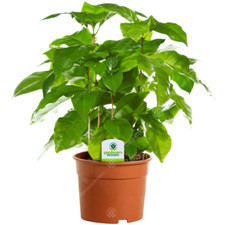Coffee Arabica Indoor Potted House Plants Ideal for Home and Office in Plant Pot