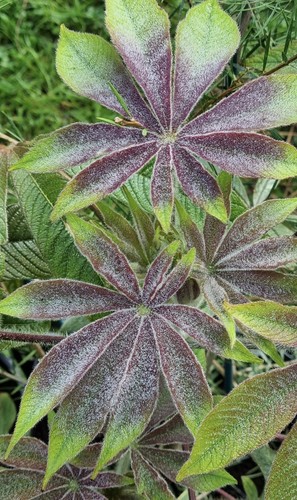 Cleome gigantea plug plants - gigantea,