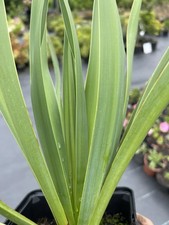 Yucca litre pot - 1,