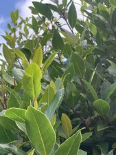 Organic Bay Leaves Homegrown Hand Picked and full of flavour.  Free Postage