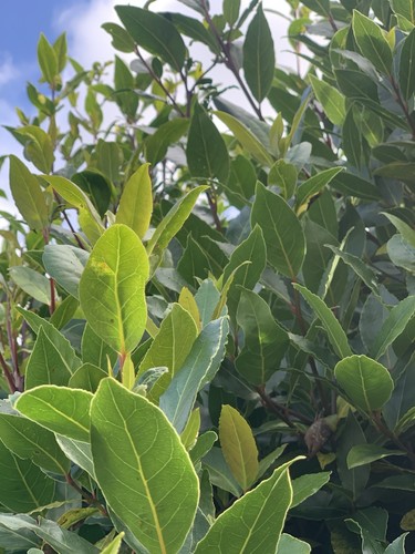 Organic bay leaves homegrown - bay,