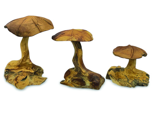 Teak root wild mushrooms set - root,