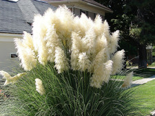 200 WHITE PAMPAS GRASS