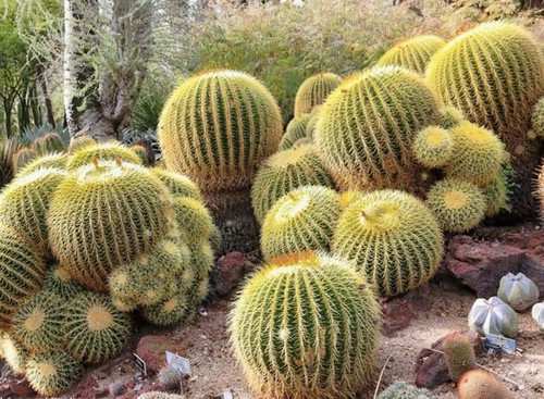 Golden barrel cactus seeds - golden,