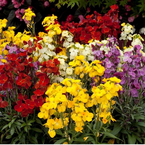 Wallflower sugar rush mix - wallflower,