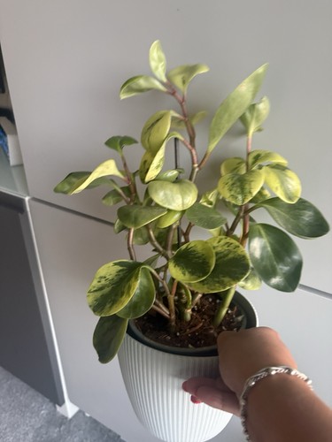 Large pepperomia obtusifolia - large,