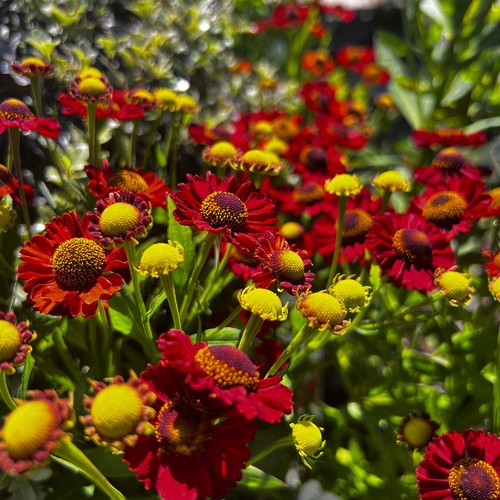 Helenium hot lava litre pot - helenium,