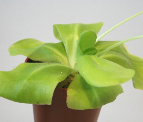 Pinguicula tina agnata x - pinguicula,