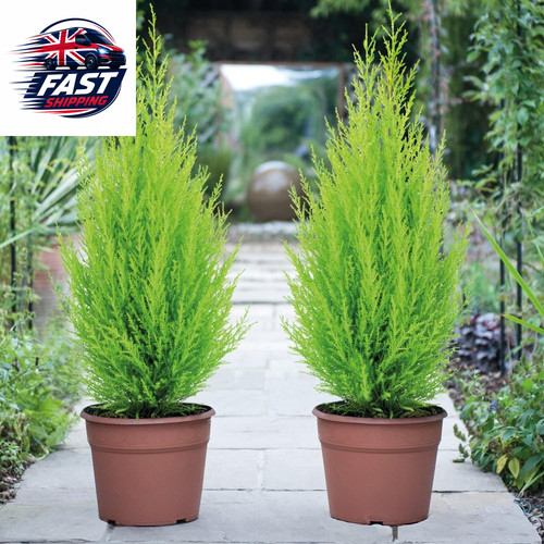 Italian cypress wilma conifer - italian,