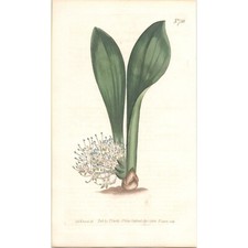 RARE! Original Antique 1804