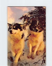 Postcard Alaskan Husky Sled