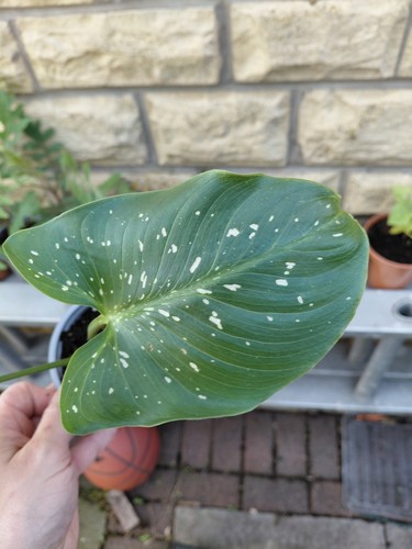 Zantedeschia hercules 9cm pot - hercules,