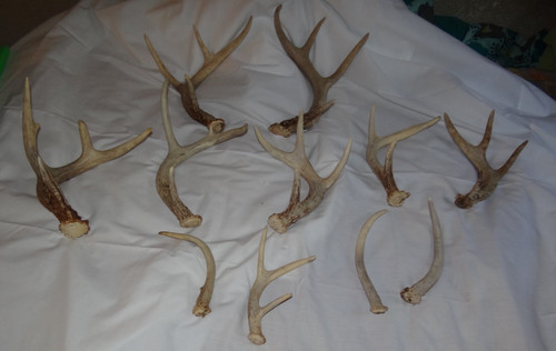 Iowa whitetail deer - iowa, lot