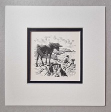 TUNNICLIFFE Pony at Clifftop -