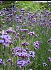 3 X VERBENA BONARIENSIS HARDY