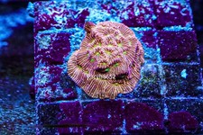 WYSIWYG Jack O Lantern LPS