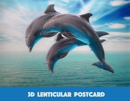 Dolphins 3d lenticular - -,