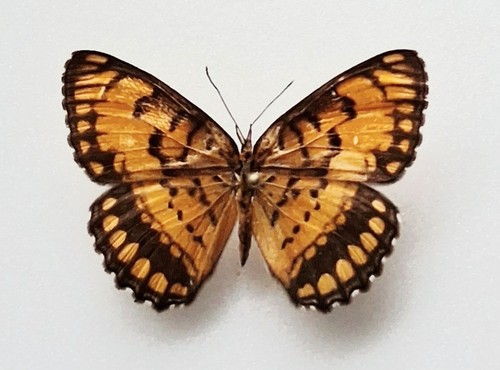 Byblia ilithyia spotted joker - byblia,