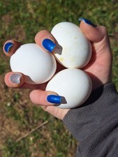 6+ F1 Zombie Hatching Eggs